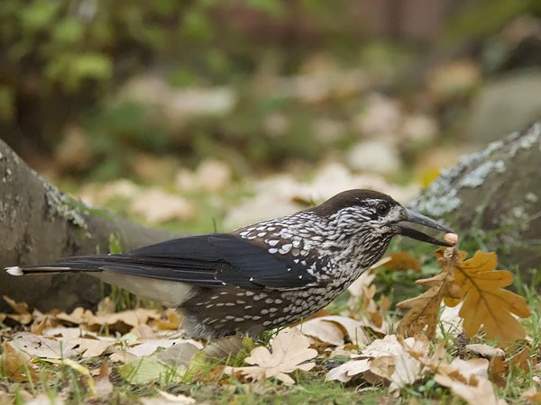 Pähkinähakki, Spotted Nutcracker, Nucifraga caryocatactes